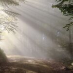 Sunlight filtering through mist on a forest path