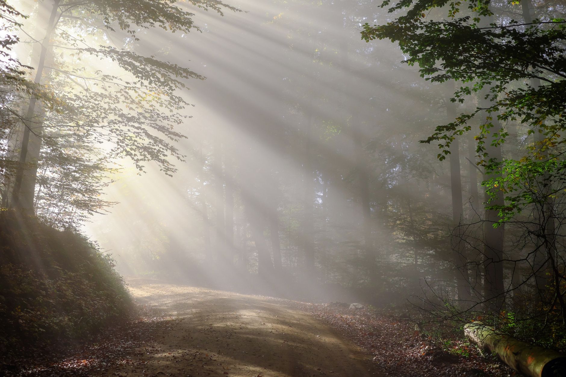 Sunlight filtering through mist on a forest path
